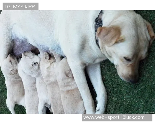 张伯霖分享摇篮舞庆祝喜讯家中爱犬迎来两只可爱小狗出生